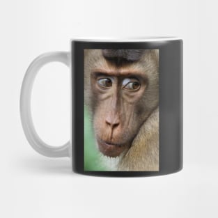 Watching Carefully. Pig-tailed Macaque Portrait. Borneo. Mug